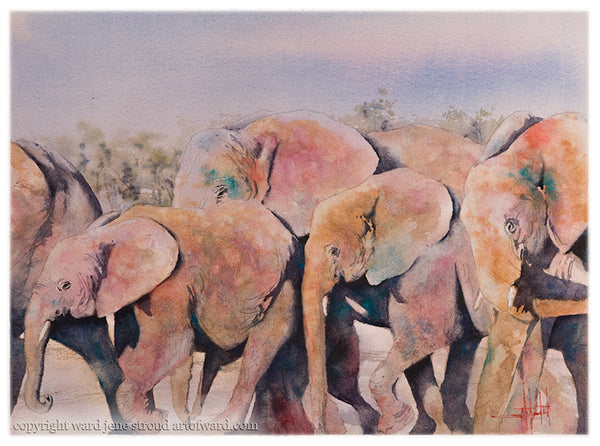 Pachy-Derby *Fine Art Prints