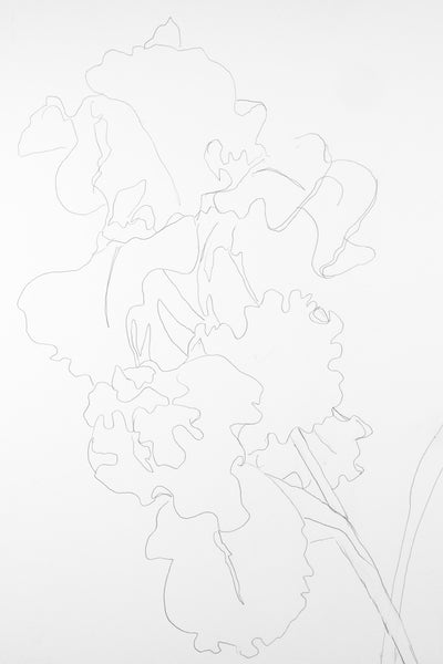 Free download! Line Drawing of the Brusho and Beyond Instructional Video "Danny's Taunt, Iris" and supply list