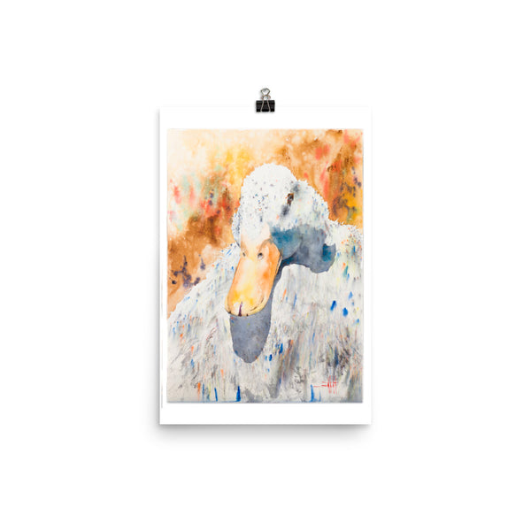 Dazzling Duck *Fine Art Prints
