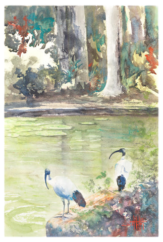 Corner of the Pond *Fine Art Prints
