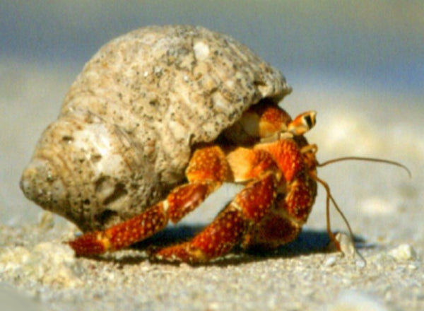 *Digital Download! * Brusho and Beyond -Painting with Ward Jene Stroud  "Crabby" The Hermit Crab